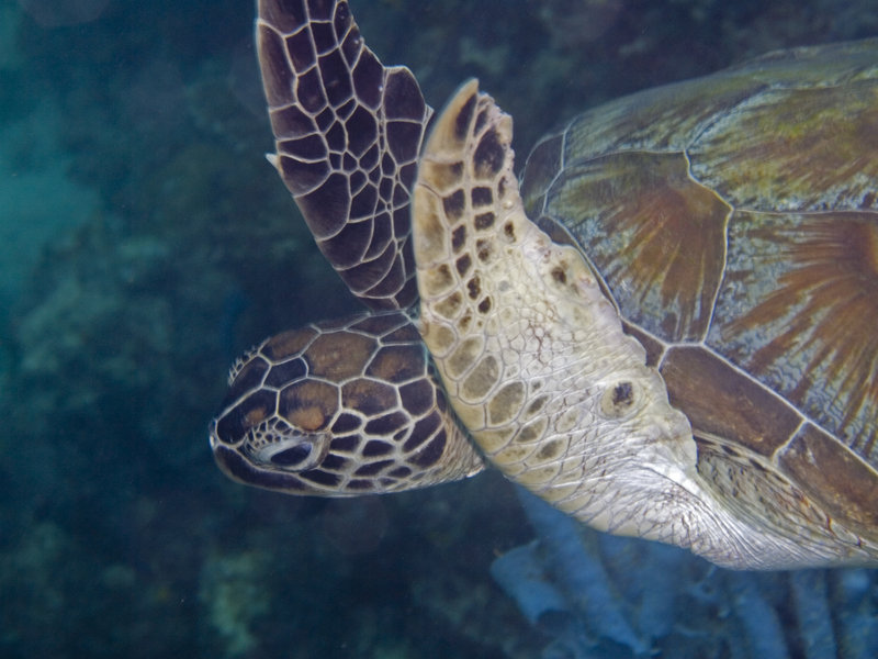 Turtle, Mabul, Paradise 1 and 2